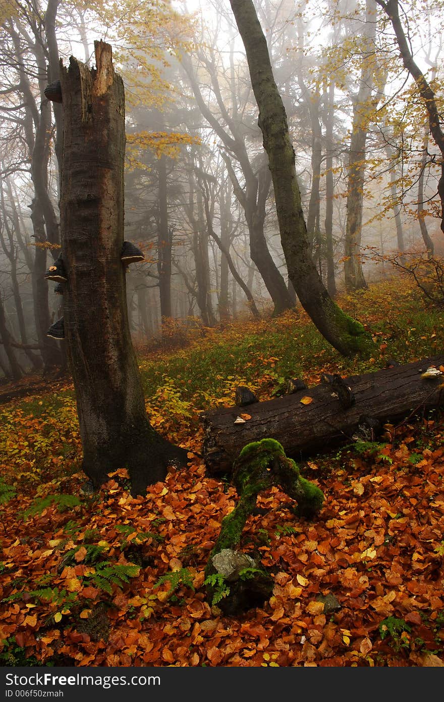 Foggy forest in Giant mountains