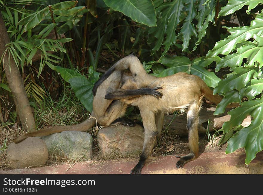 Two spider monkeys embracing. Two spider monkeys embracing