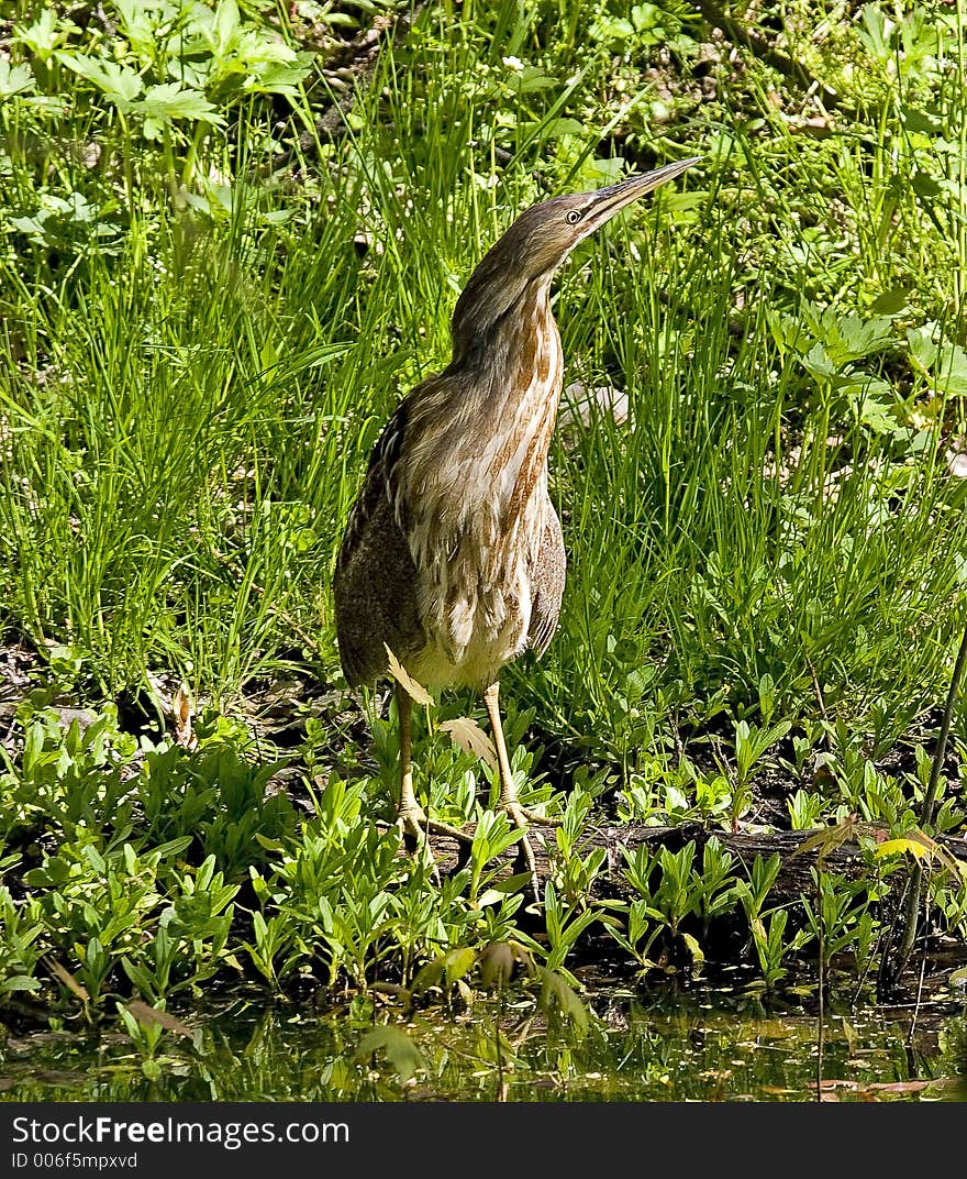 American Bittern in the Cuyahoga Valley National Park, Ohio USA, posing on bank