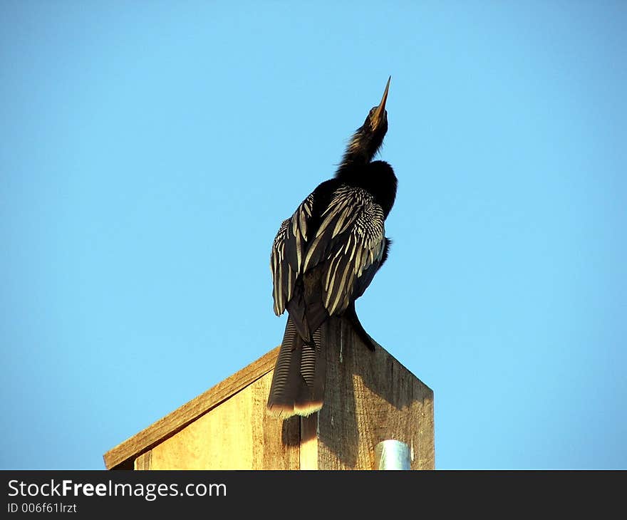 Male Anhinga in the Morning Light