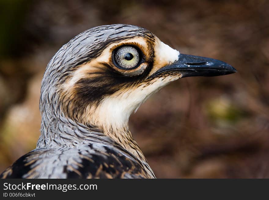 A closeup shot of a Bush Thick-Knee - an Australian native bird.