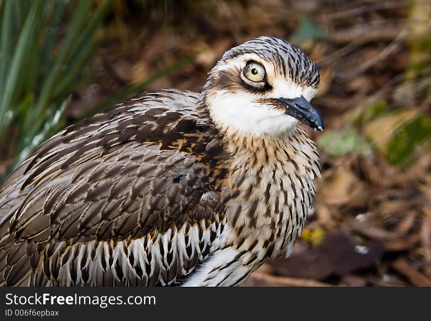 A closeup shot of a Bush Thick-Knee - an Australian native bird. A closeup shot of a Bush Thick-Knee - an Australian native bird.