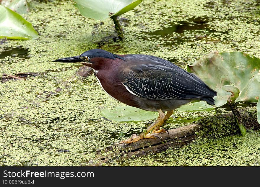 Green Heron standing on log surrounded by water