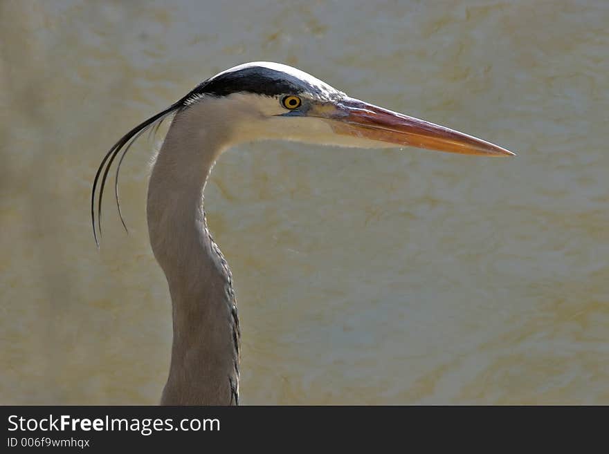 Great Blue Heron headshot