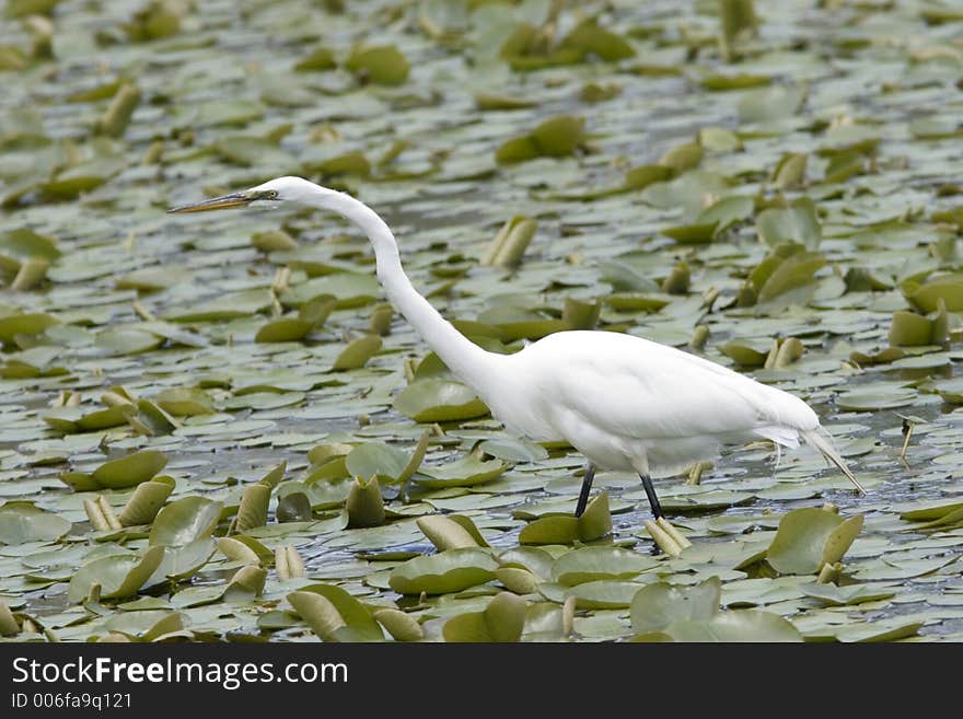 Great Egret