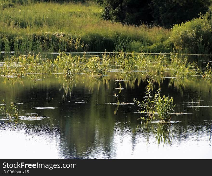 Water vegetation. Water vegetation