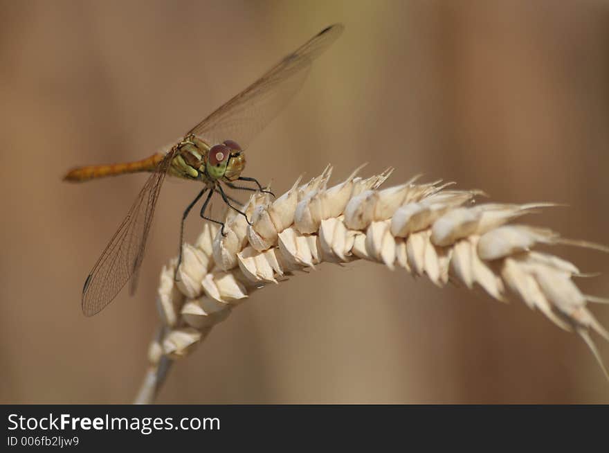 Dragonfly sitting on the ear of cereal