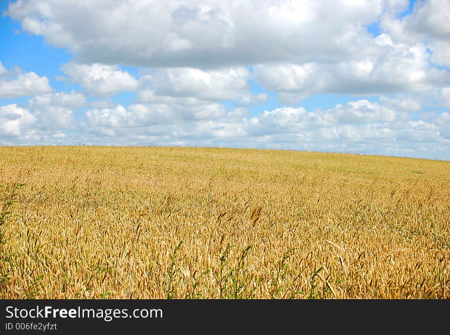 Field With blue cloudy sky. Field With blue cloudy sky