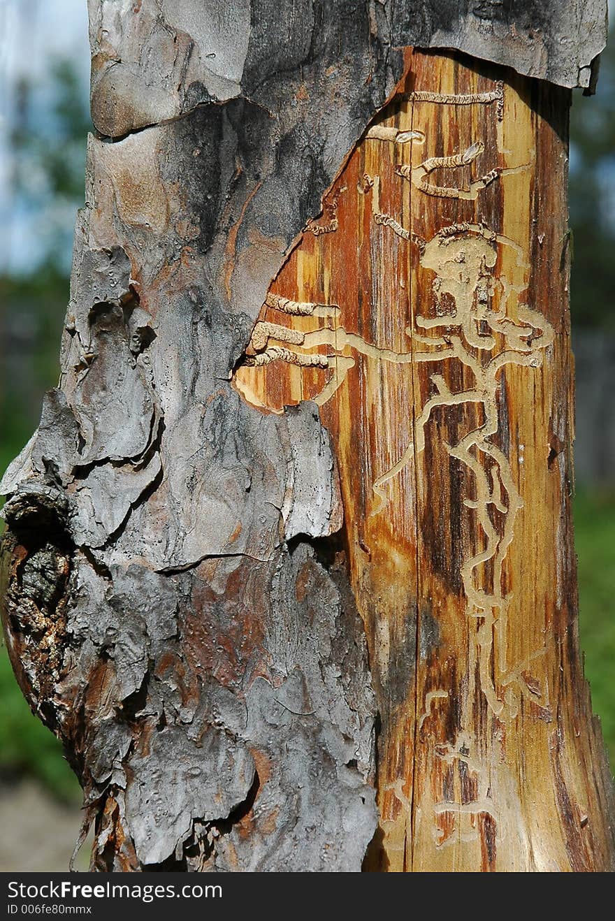 Patterned pine plank