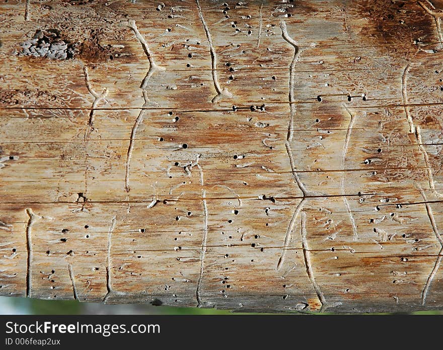 Pine plank with worm-holes