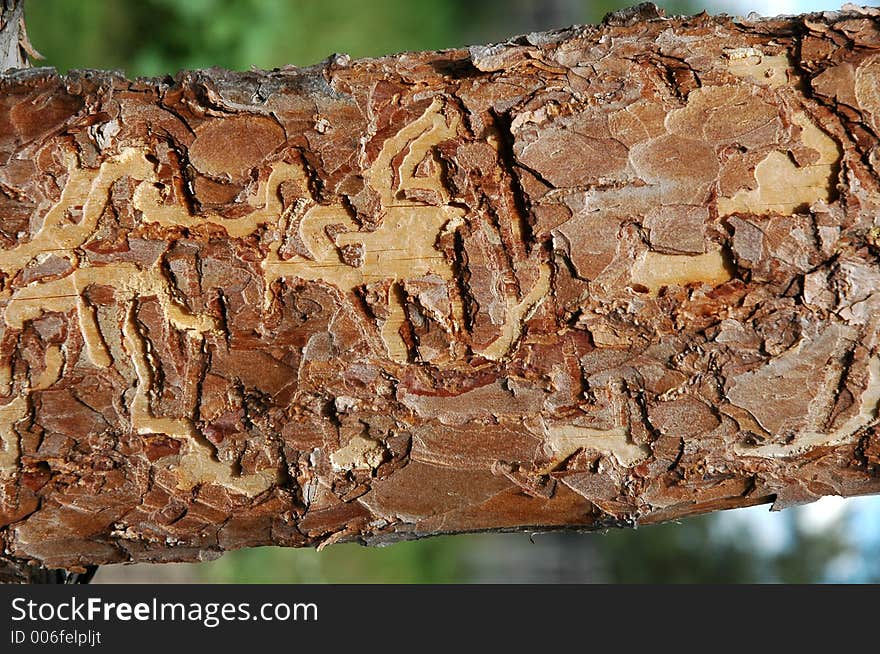 Patterned pine plank