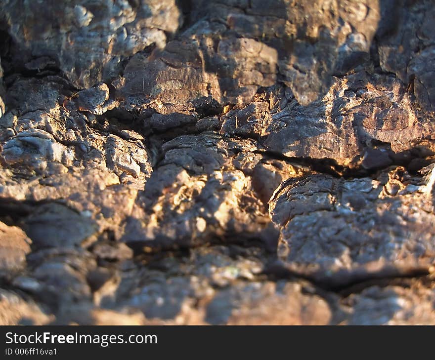 Texture Of The Wood Cortex