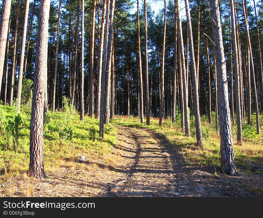 Coniferous forest; early morning in forest