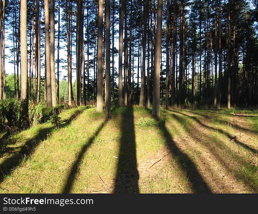 Coniferous forest; early morning in forest