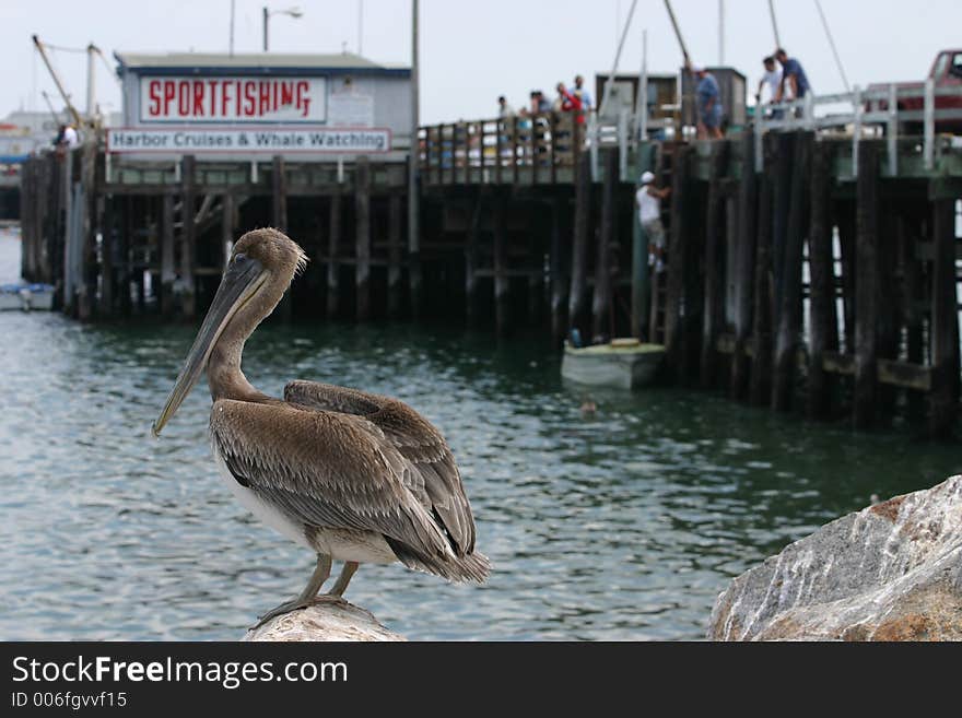 Pelican Roost