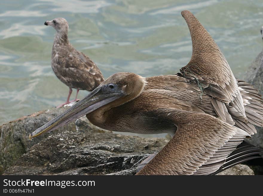 Pelican standing by ocean with fishing line hung up around his wing. Pelican standing by ocean with fishing line hung up around his wing