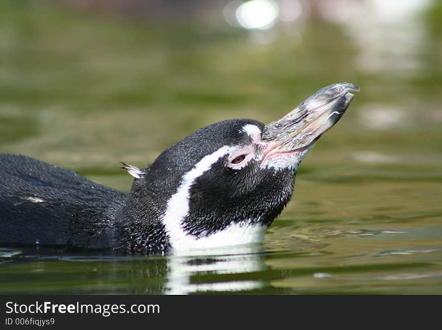 Penguin