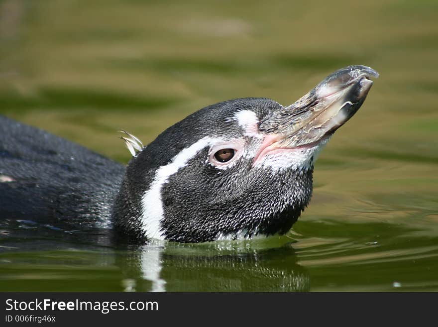 Penguin