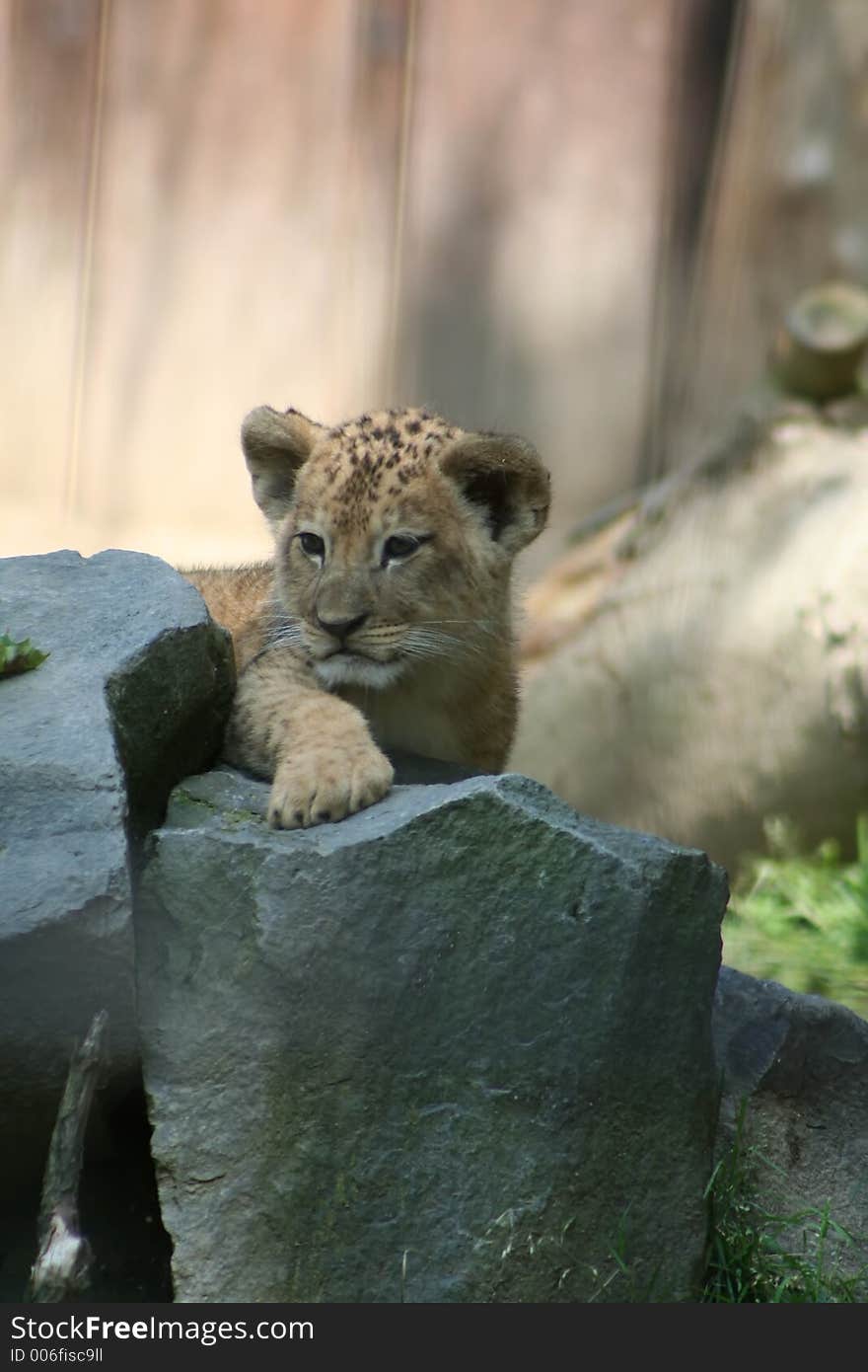 Cute cub. Cute cub