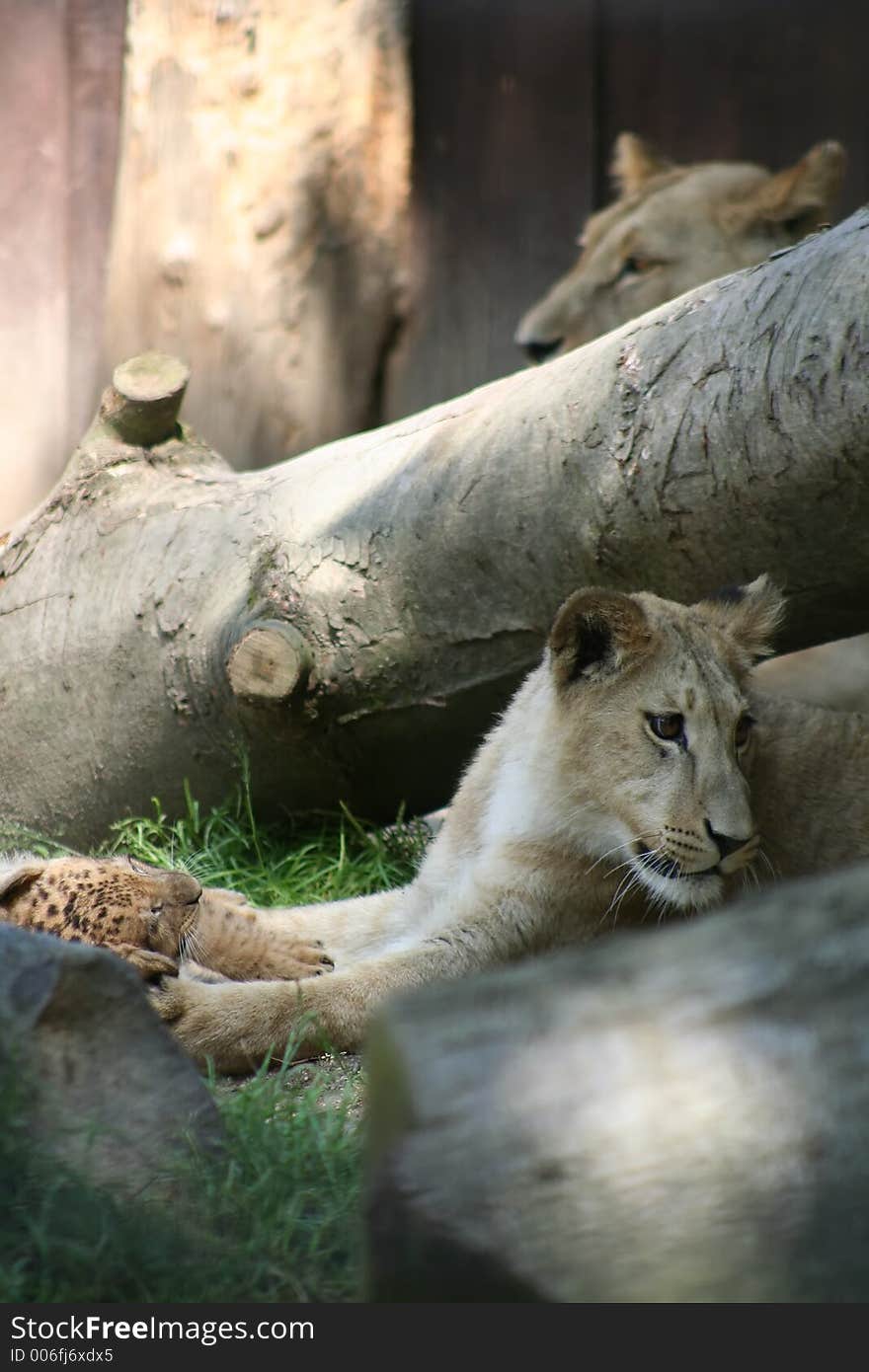 Lioness with cub