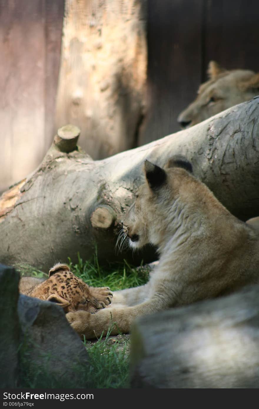 Lioness with cub