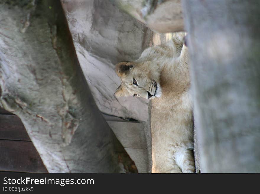 Lazy lioness