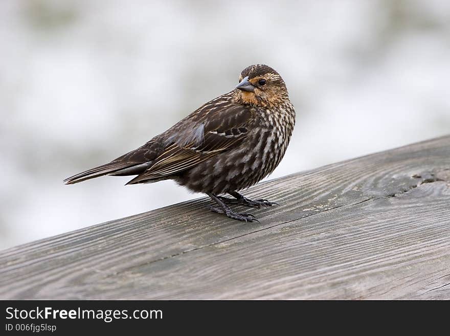 Female Red-winged Blackbird standing on railing over marsh. Female Red-winged Blackbird standing on railing over marsh