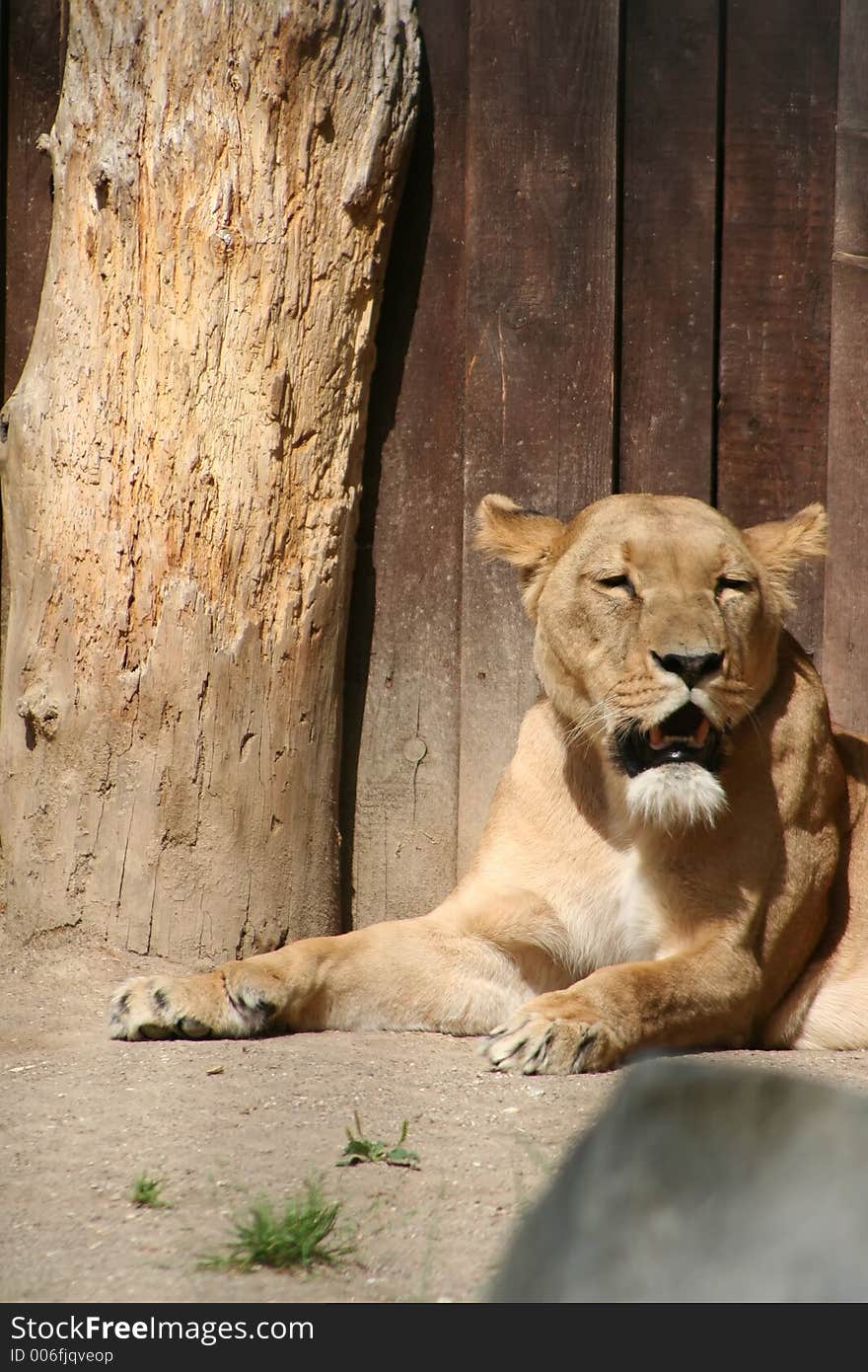 Lazy lioness