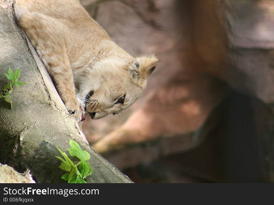 Young hungry lioness