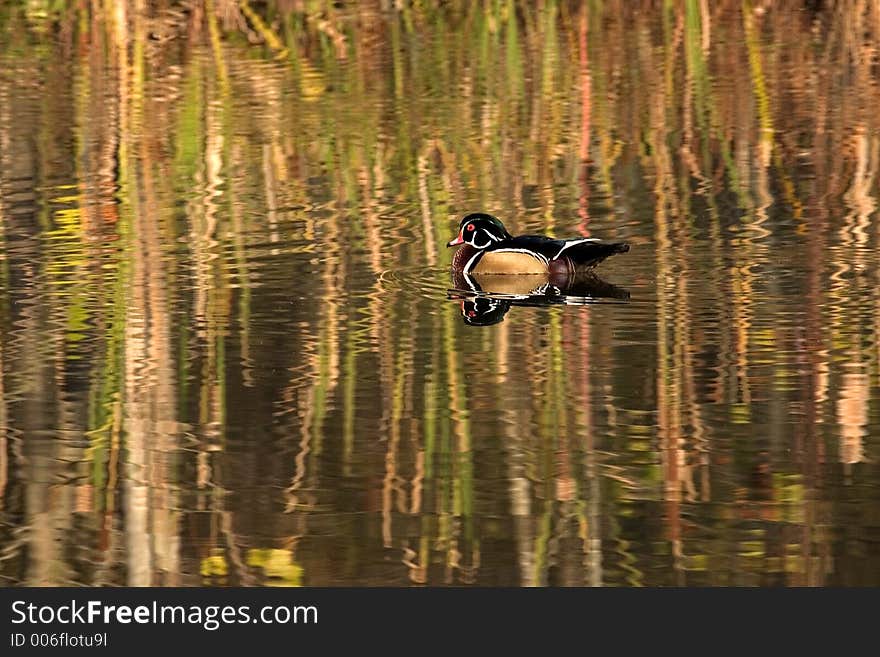 Wood Duck, Cuyahoga Valley National Park, Ohio USA