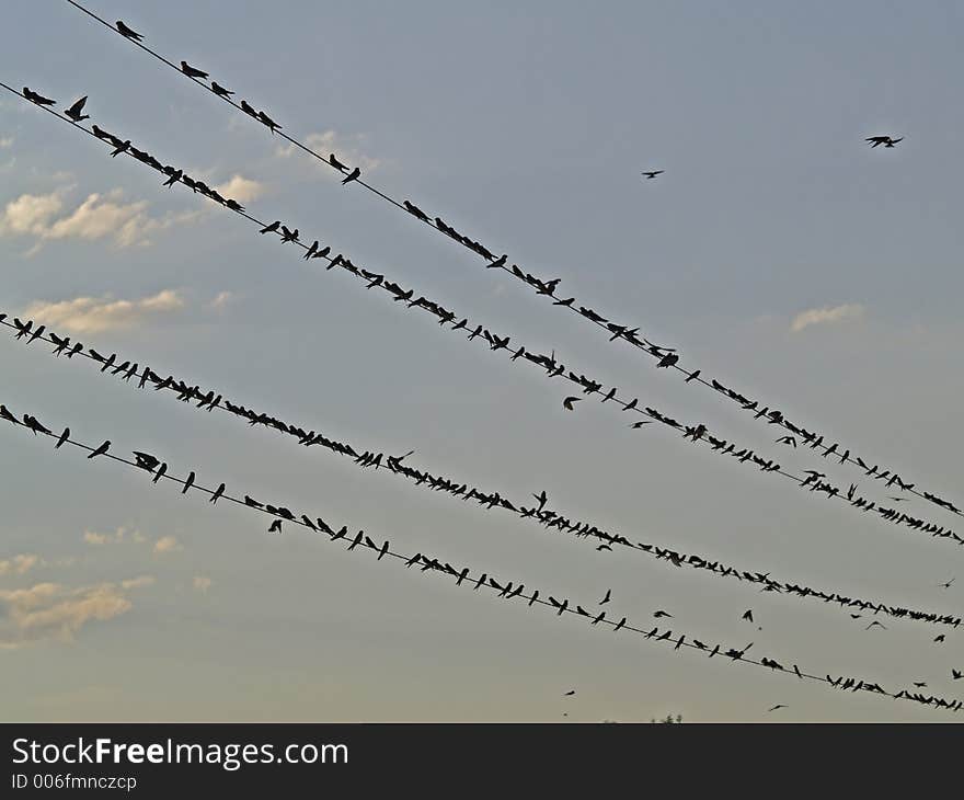 This image of the many birds sitting on the wires was taken in the Flathead Valley of western MT. This image of the many birds sitting on the wires was taken in the Flathead Valley of western MT.