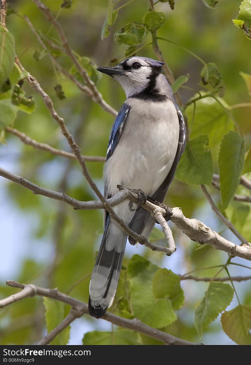 Blue Jay sitting in tree. Blue Jay sitting in tree