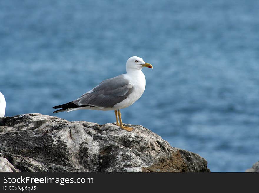 Seagull on the clif