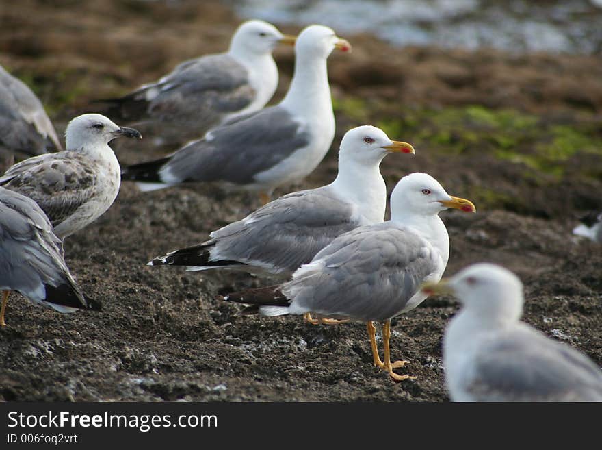 Seagulls on the clif. Seagulls on the clif