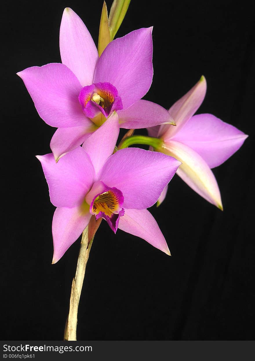 Laelia Anceps