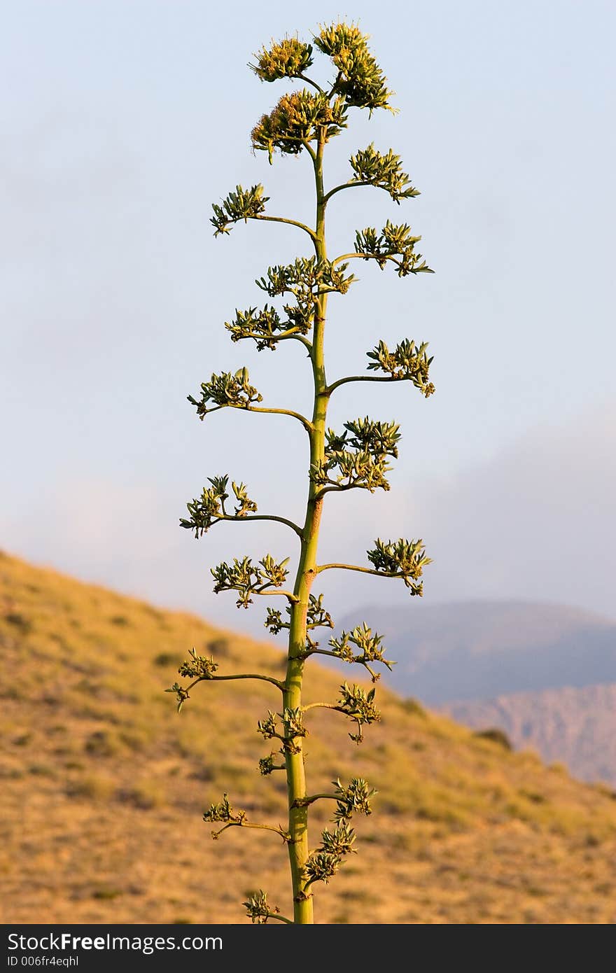 Desert plant. Almeria desert, Spain