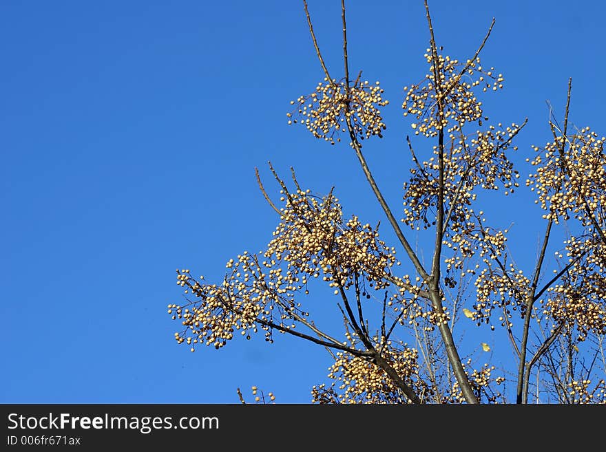 Fruit on a tree