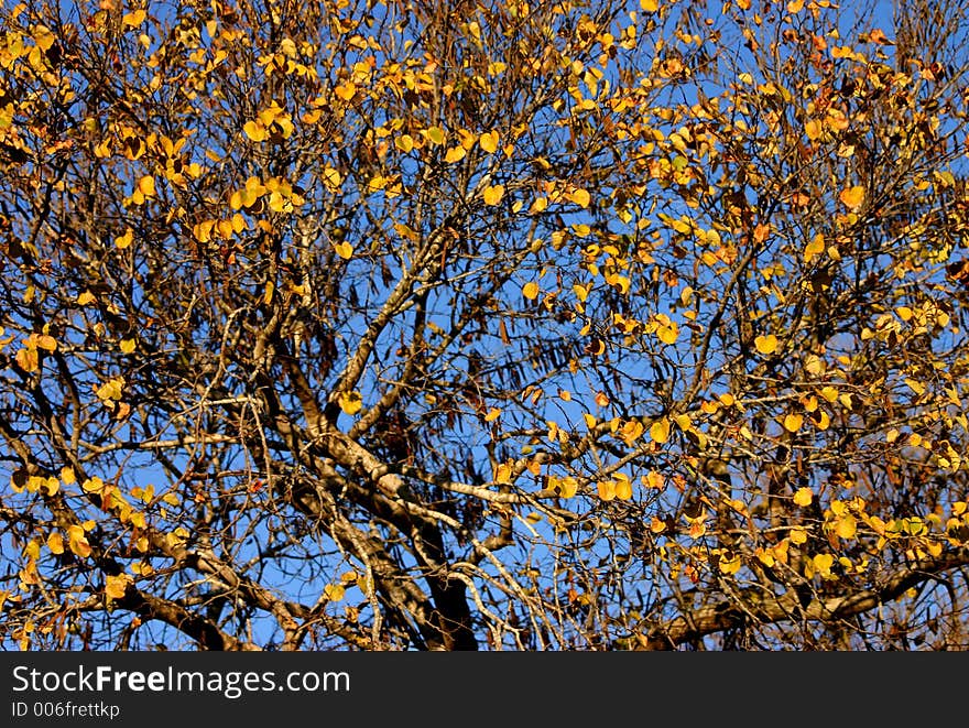 Tree at fall