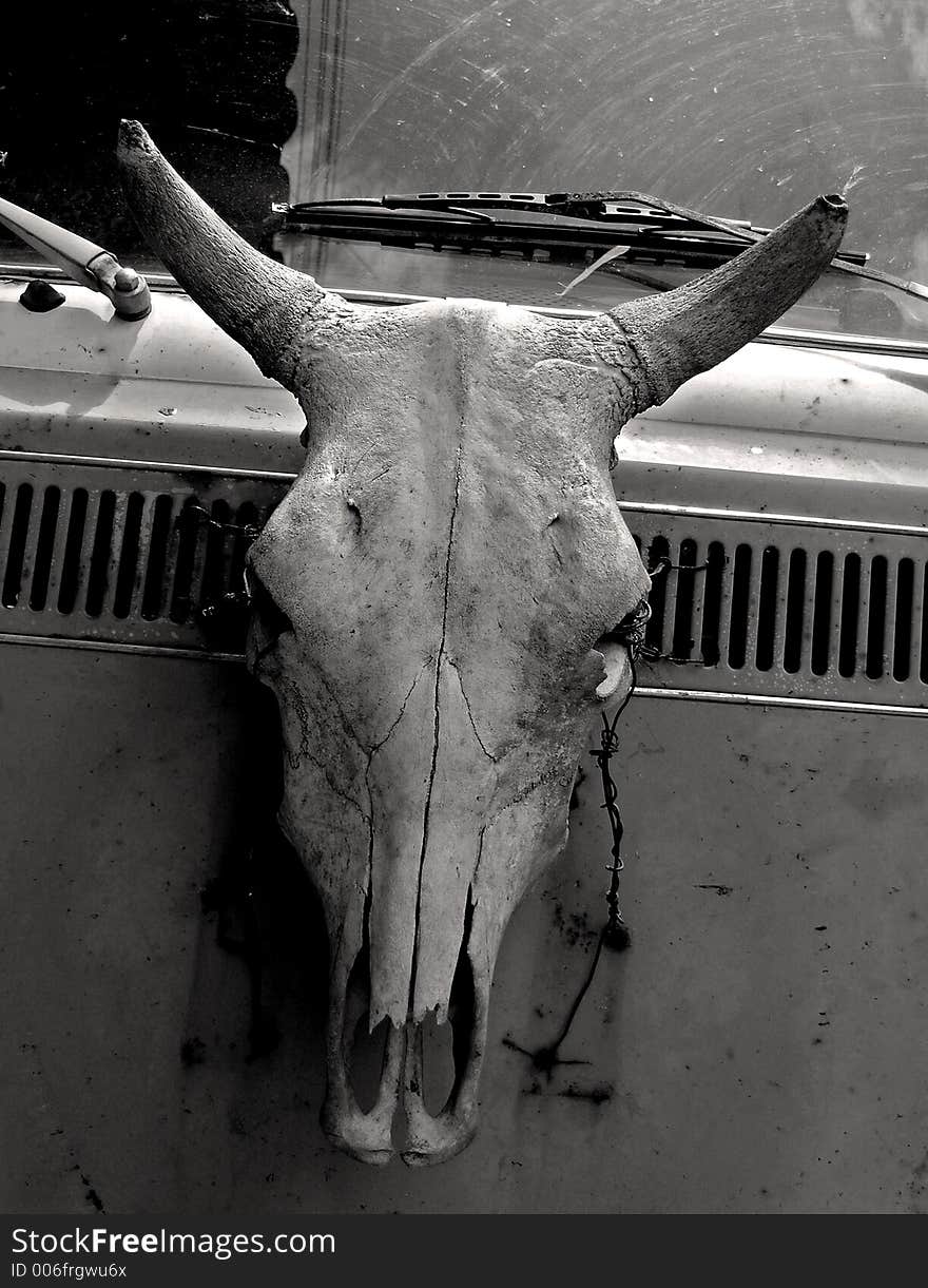 Old animal skull on the frount of a van