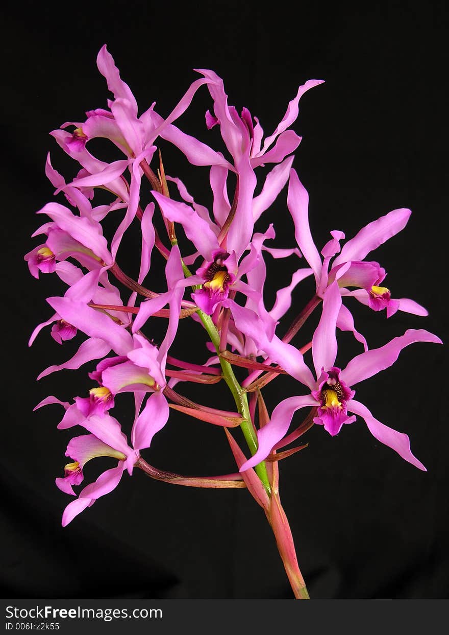 Orchid specie from Central America. Orchid specie from Central America