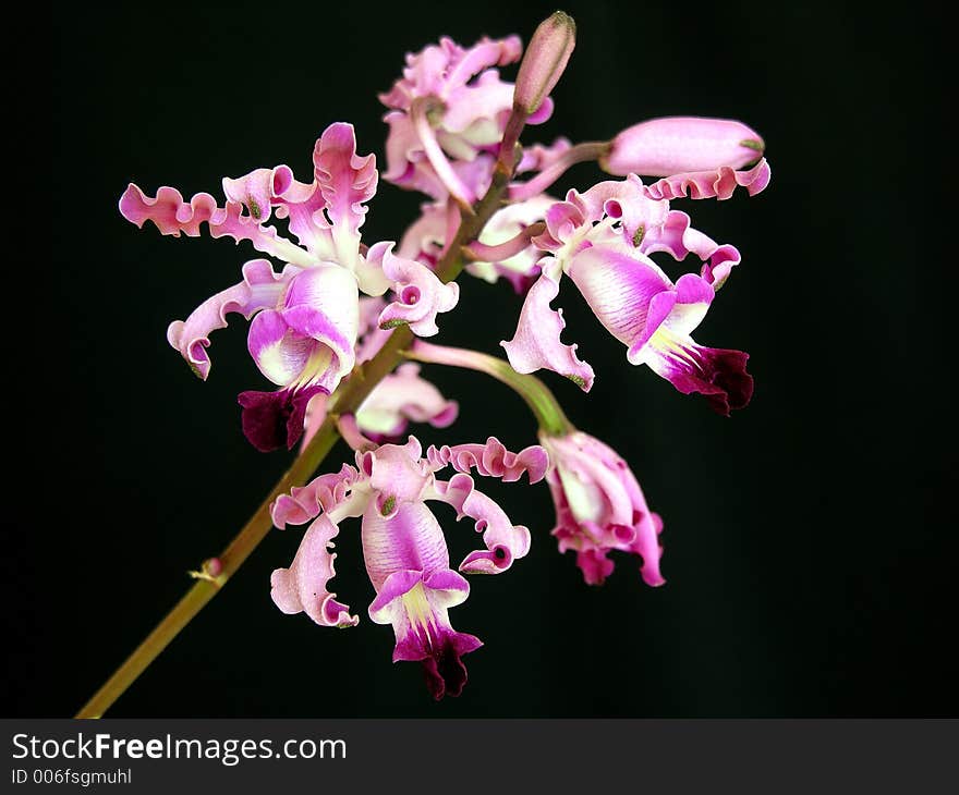 Orchid specie from Central America. Orchid specie from Central America