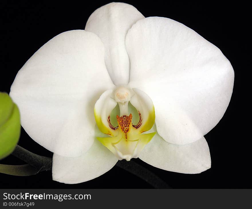 Phalaenopsis hybrid, Orchid