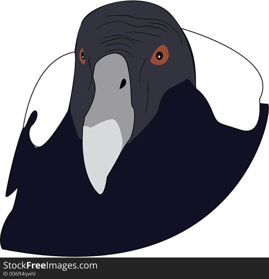 Illustration of vulture