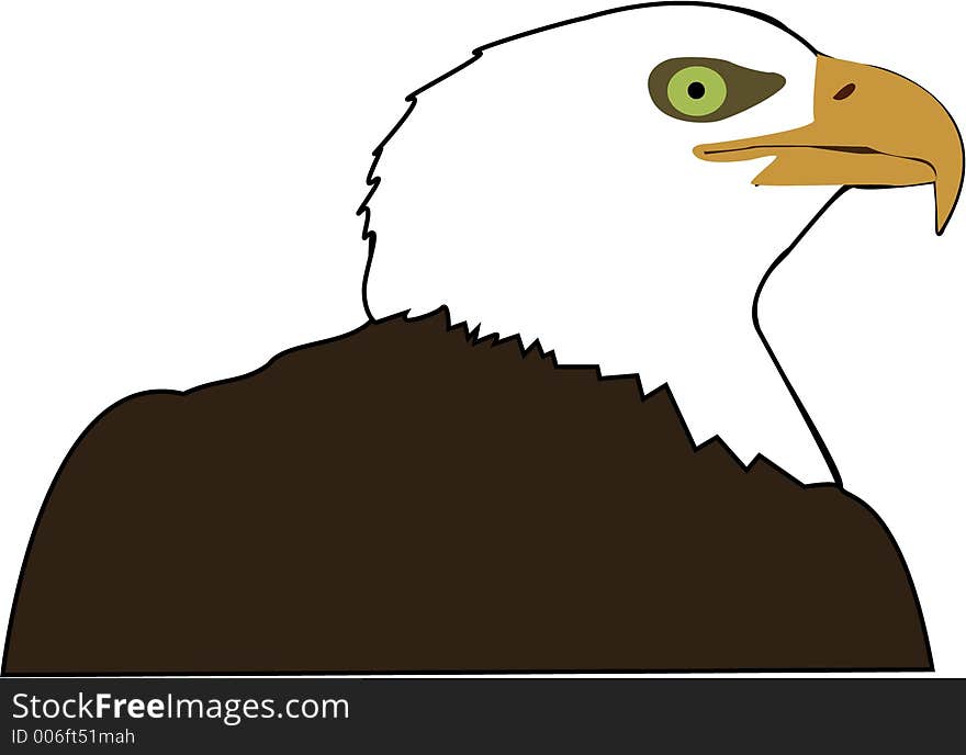 Illustration of American Bald Eagle. Illustration of American Bald Eagle