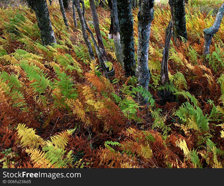 Small trees among the ferns, in autumnal colors. Small trees among the ferns, in autumnal colors