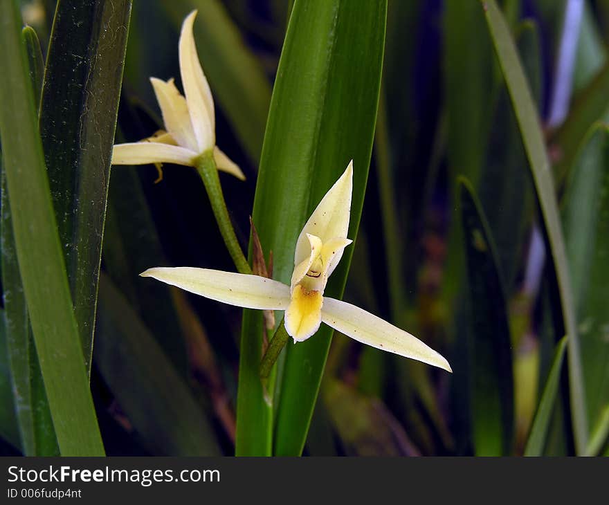 Orchid specie from Honduras, Central America. Orchid specie from Honduras, Central America