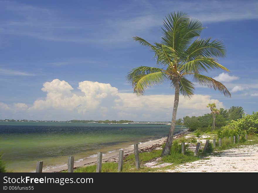 This palm tree leans in the breeze next to a sunny beach. This palm tree leans in the breeze next to a sunny beach