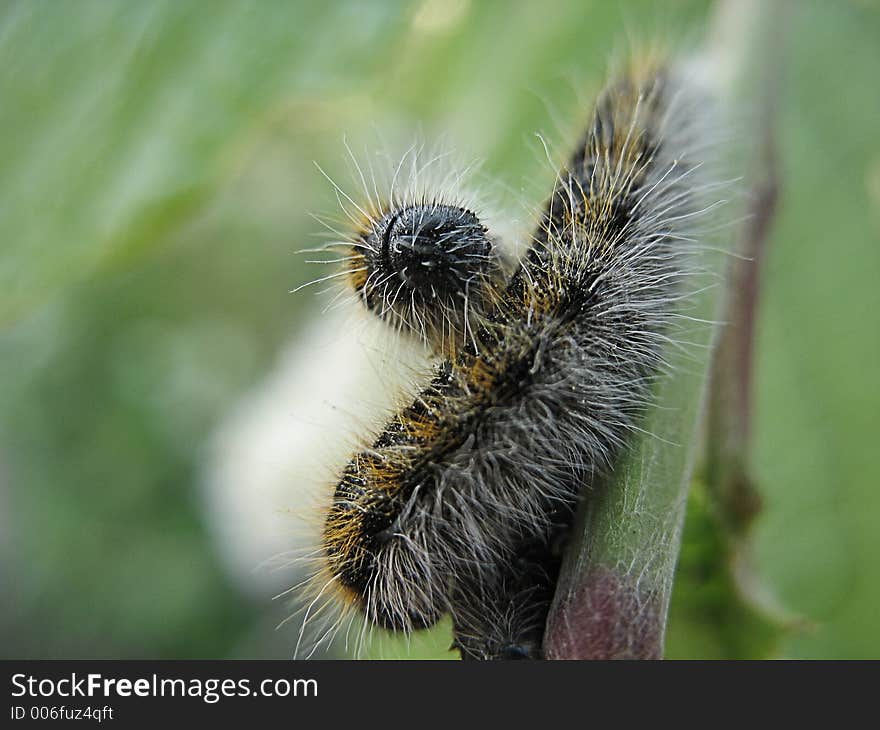 Two caterpillar