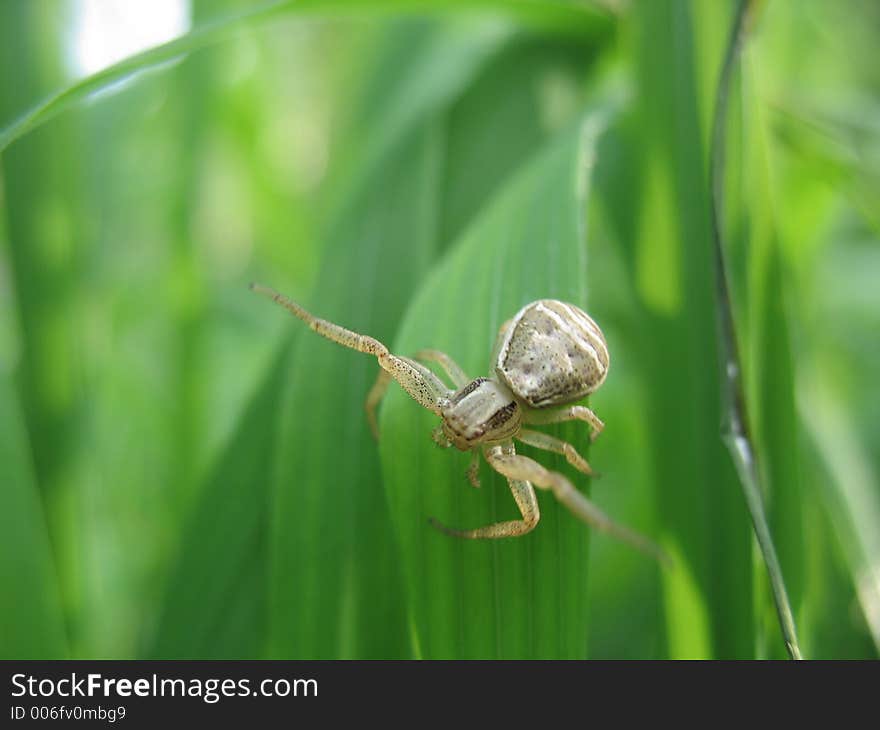 Spider in grass