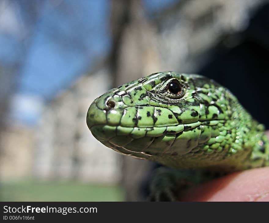 Green lizard head